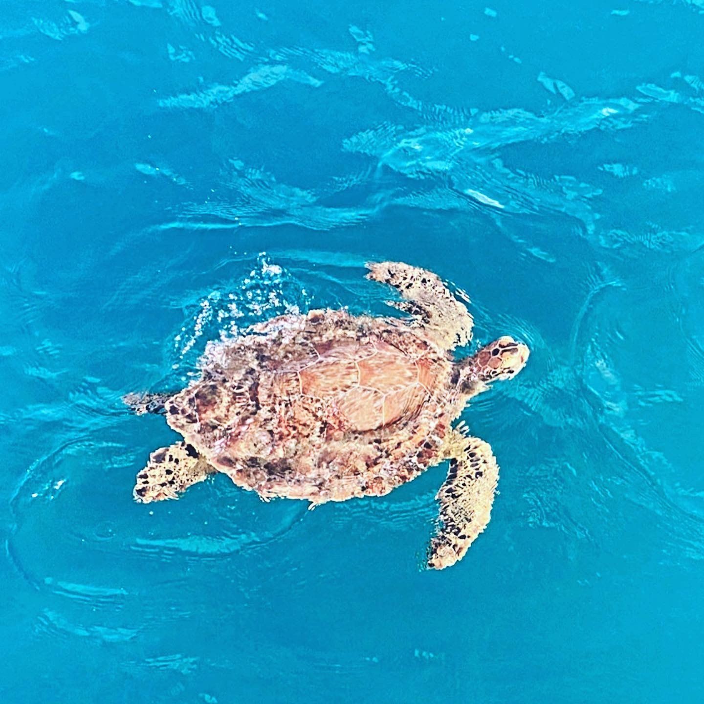 A sea turtle swimming through clear blue water